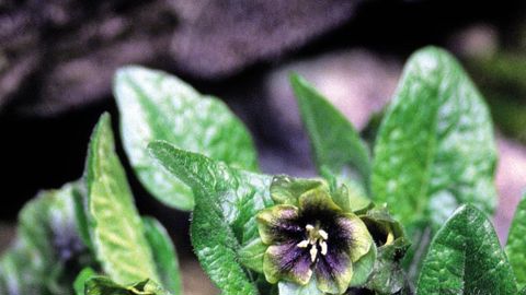 ©Jelitto Staudensamen GmbH